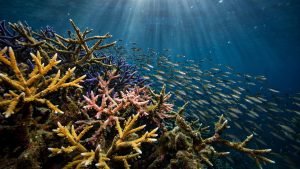 A colorful coral reef teems with branching corals and a shimmering school of tropical fish under rays of sunlight.